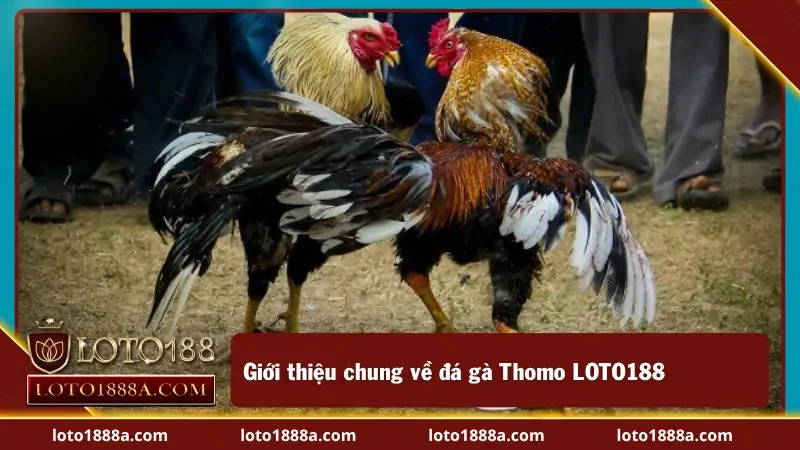 Giới thiệu chung về đá gà