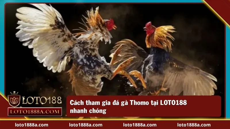 Cách tham gia đá gà Thomo
