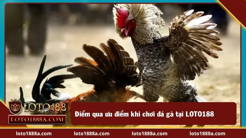 Ưu điểm khi chơi đá gà tại LOTO188