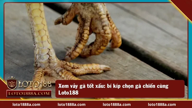 Bí kíp xem vảy gà tốt xấu tại Loto188