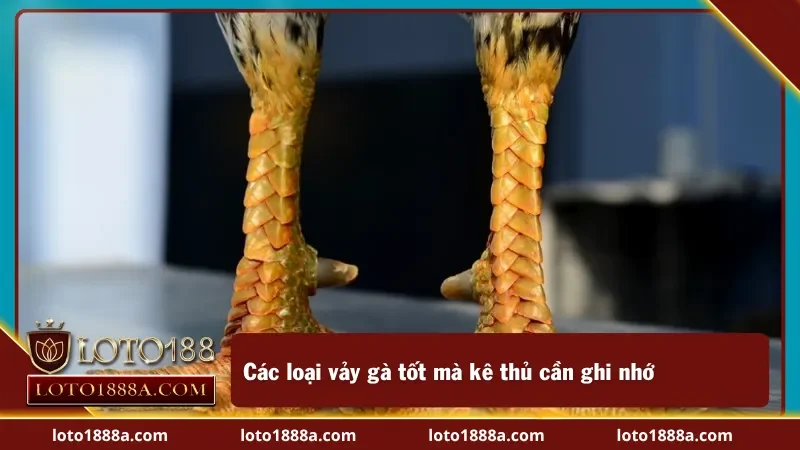 Chú ý các ưu điểm của gà  khi xem vảy gà tốt xấu